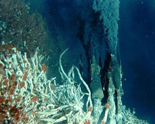 Giant Tubeworms